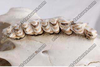 animal skull teeth 0020